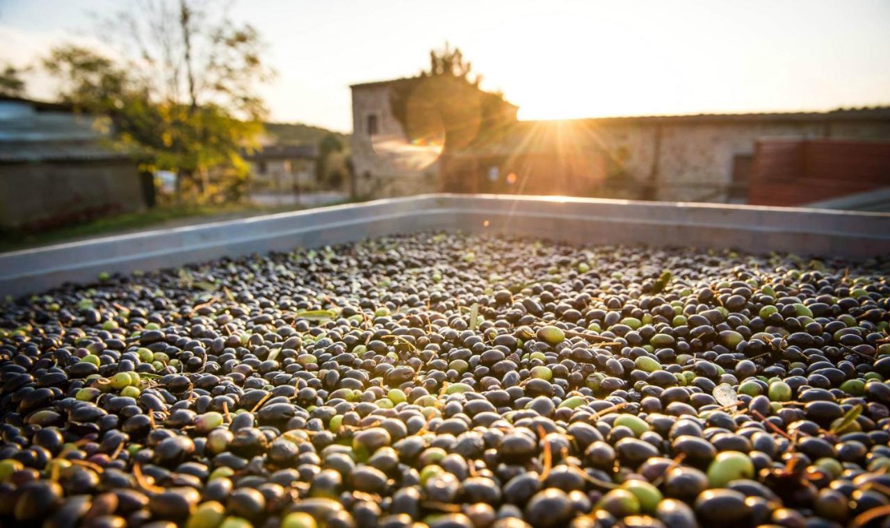 Agriturismo Grossola Castiglione dʼOrcia Eksteriør bilde